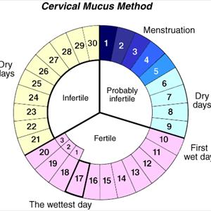 Fertile One Supplement - Sperm Motility,Sperm Morphology And Sperm Count. 